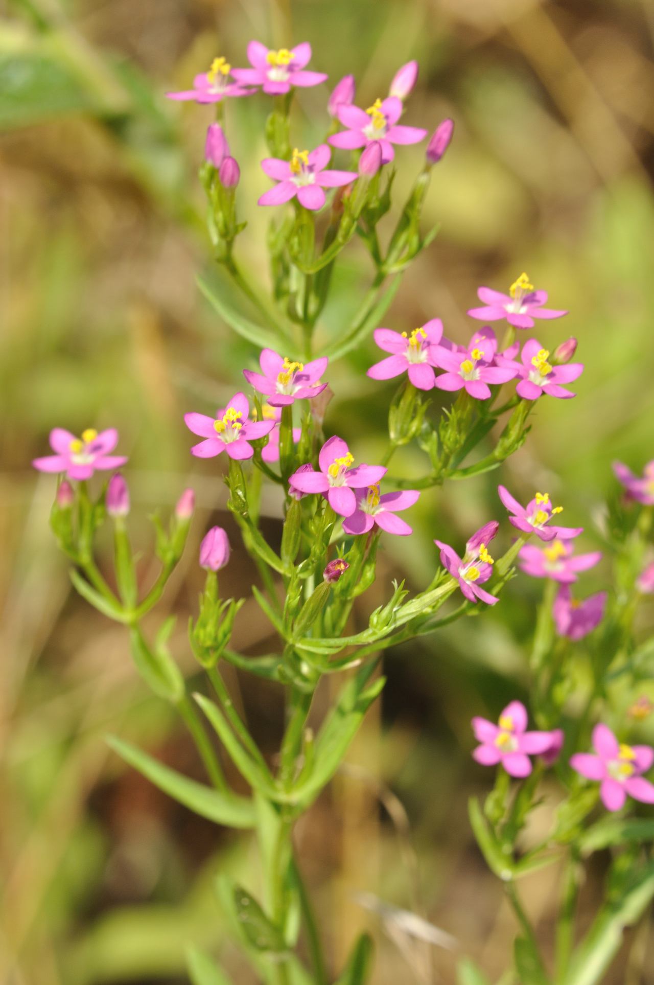 Centaurium cfr. erythraea